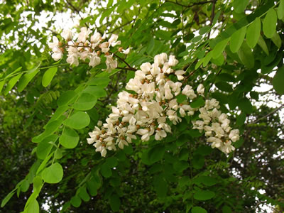 Akasya
