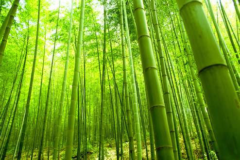 Bambu Ağacı